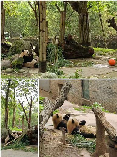 20210412【全景四川-纯玩】 成都、九寨沟、黄龙(牟尼沟)、熊猫乐园、乐山大佛、峨眉山纯玩双飞七日游(图3) 20210412【全景四川-纯玩】 成都、九寨沟、黄龙(牟尼沟)、熊猫乐园、乐山大佛、峨眉山纯玩双飞七日游(图3)